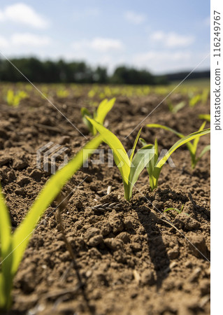 corn sprouts in sunny spring weather corn sprouts in sunny spring weather 116249767
