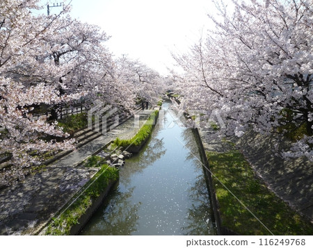 Cherry blossoms along the Motoarakawa River (Konosu City, Saitama Prefecture) Cherry blossoms along the Motoarakawa River (Konosu City, Saitama Prefecture) 116249768