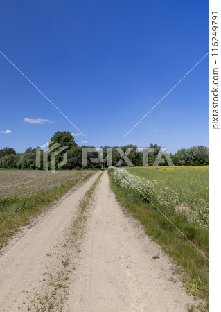 a landscape in a field with a road without asphalt a landscape in a field with a road without asphalt 116249791