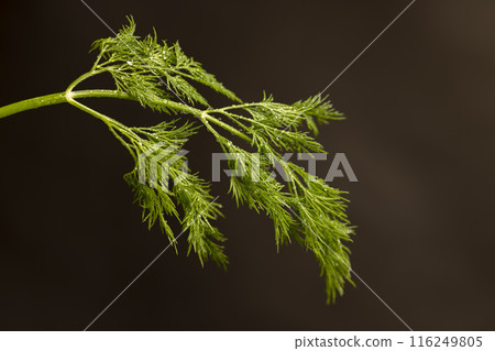 in drops of pure water green dill to add as spices 116249805