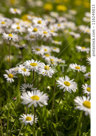 beautiful wild white and pink daisies in the green grass in spring beautiful wild white and pink daisies in the green grass in spring 116249813