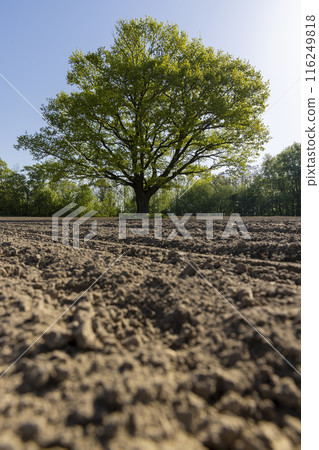 a single growing oak tree in an agricultural field a single growing oak tree in an agricultural field 116249818