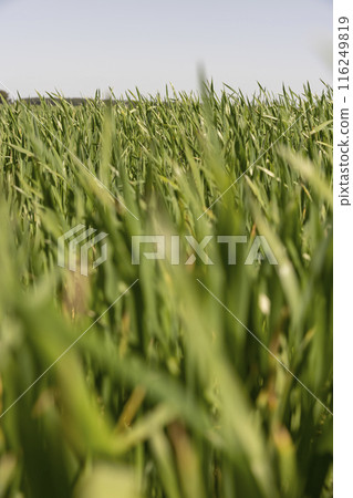 monoculture field with wheat closeup in sunny weather monoculture field with wheat closeup in sunny weather 116249819
