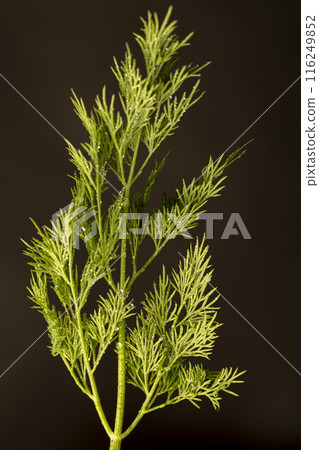 in drops of pure water green dill to add as spices in drops of pure water green dill to add as spices 116249852