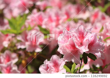 風景與藤花 風景與藤花 116249892