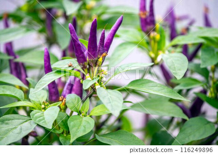 Tiny purple hot peppers ripe on garden plant with green leaves Tiny purple hot peppers ripe on garden plant with green leaves 116249896