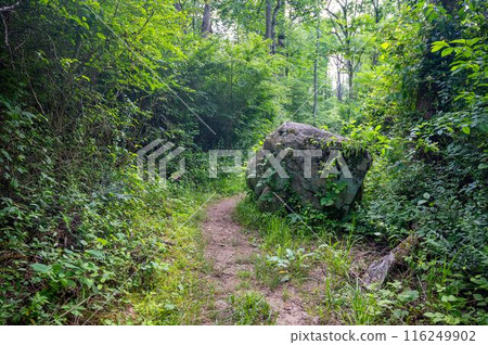 Narrow dirt footpath winds around boulder lush green idyllic woodland Narrow dirt footpath winds around boulder lush green idyllic woodland 116249902