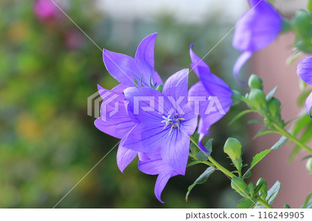紫色風鈴草花和芽 116249905