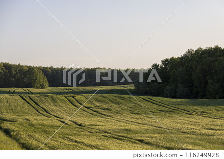 the first spikelets of wheat in windy weather in rural areas the first spikelets of wheat in windy weather in rural areas 116249928