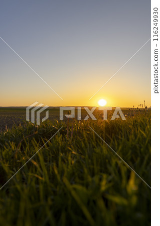 an agricultural field with corn during sunset 116249930