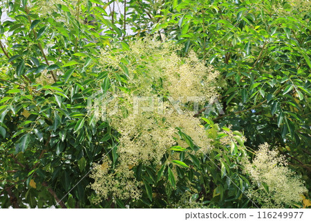 盛開的格里菲斯灰花 盛開的格里菲斯灰花 116249977
