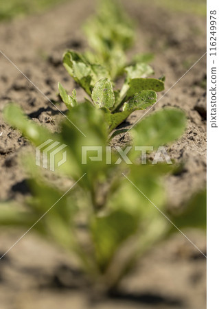 a field with white beetroot for the production of white beet sugar a field with white beetroot for the production of white beet sugar 116249978