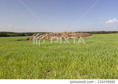 green wheat grass and a pile of manure to improve soil fertility 116249980