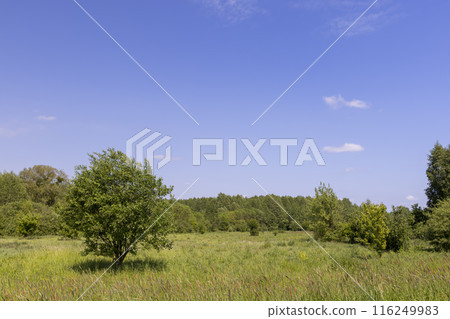 deciduous trees in windy weather in swaying foliage deciduous trees in windy weather in swaying foliage 116249983