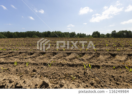 corn sprouts in sunny spring weather corn sprouts in sunny spring weather 116249984