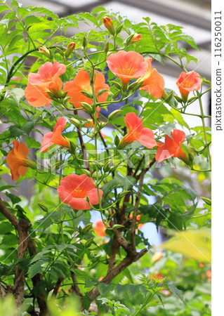 橙鼻葉子的花 116250011