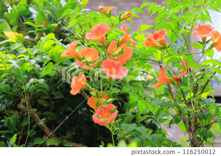 橙鼻葉子的花 橙鼻葉子的花 116250012