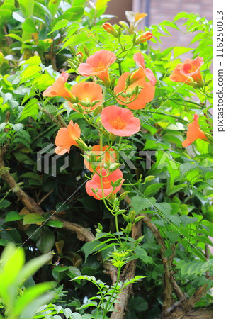 Orange-nosed foliage flower Orange-nosed foliage flower 116250013