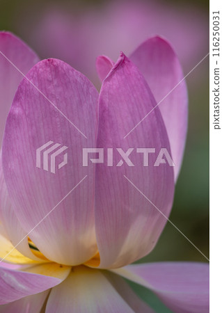 岩手縣大船渡市中尊寺蓮花 116250031