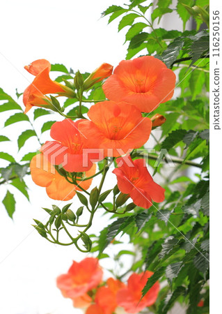橙鼻葉子的花 橙鼻葉子的花 116250156