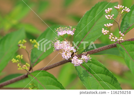 Pink flowers of Komurasakia (Purple) 116250258