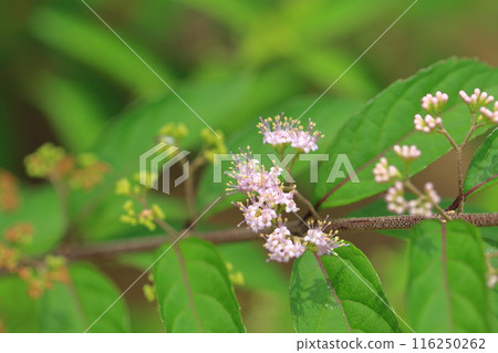 Pink flowers of Komurasakia (Purple) Pink flowers of Komurasakia (Purple) 116250262
