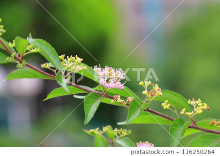 粉紅紫羅蘭（小紫）花 116250264