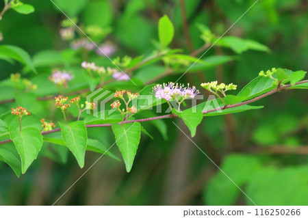 Pink flowers of Komurasakia (Purple) Pink flowers of Komurasakia (Purple) 116250266