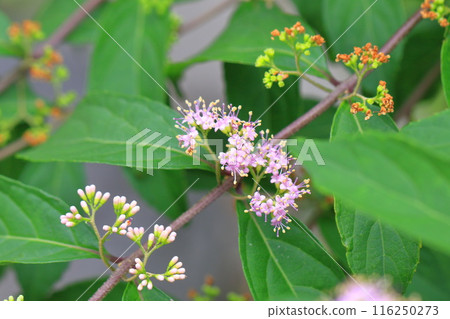 粉紅紫羅蘭（小紫）花 116250273