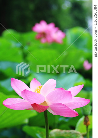 beautiful pink lotus flower 116250394