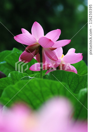 蓮花,純潔的花朵 蓮花,純潔的花朵 116250395