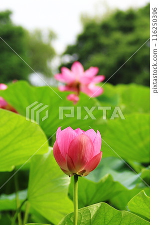 夏天的花,純潔的花開,純潔的花開。 夏天的花,純潔的花開,純潔的花開。 116250396