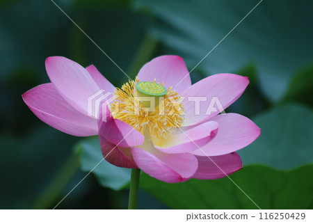 蜜蜂從蓮花中吸取花蜜 蜜蜂從蓮花中吸取花蜜 116250429