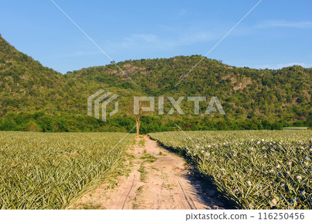 Big tree at pineapple farm in valley against blue sky, Thailand 116250456