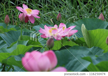 風景與蓮花 風景與蓮花 116250474