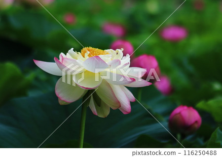 優雅的蓮花 116250488