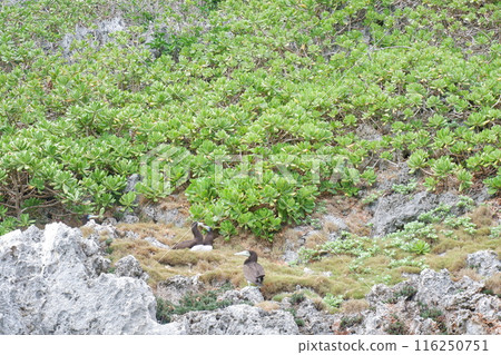小笠原群島的鰹鳥 小笠原群島的鰹鳥 116250751