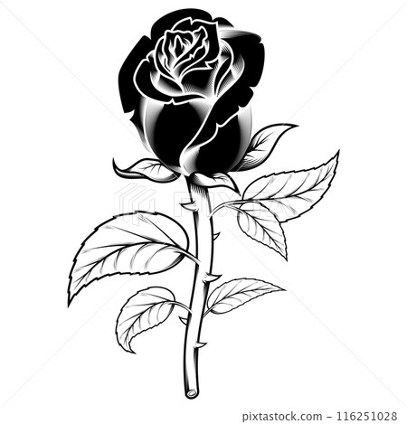 Rose with petals and thorns 116251028