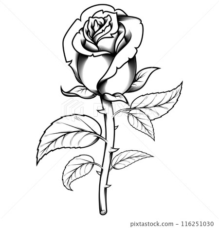 Rose with petals and thorns Rose with petals and thorns 116251030