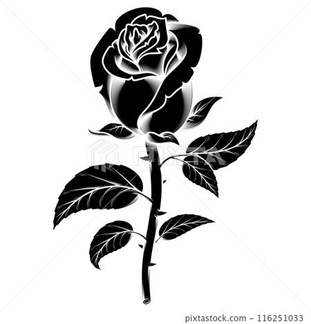 Rose with petals and thorns 116251033