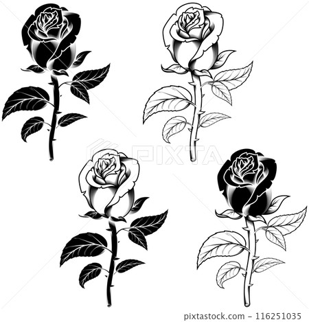 Rose with petals and thorns Rose with petals and thorns 116251035