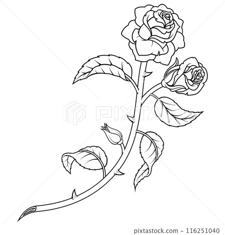 Rose with petals and thorns 116251040
