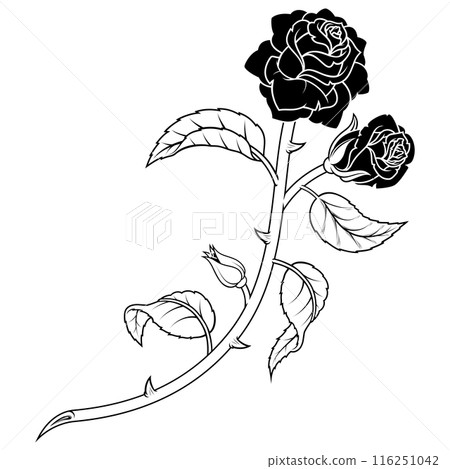 Rose with petals and thorns 116251042