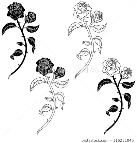 Rose with petals and thorns 116251046