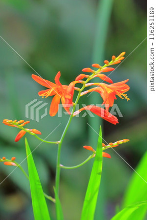 姬水霧仙花 116251189