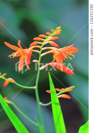 姬水霧仙花 116251190