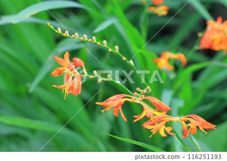 姬水霧仙花 116251193