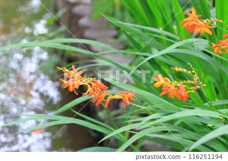 Flower of Himehiougizuisen Flower of Himehiougizuisen 116251194