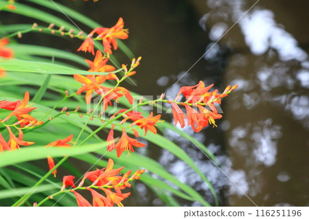 姬水霧仙花 姬水霧仙花 116251196