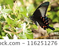 A swallowtail butterfly sucking nectar from a flower 116251276